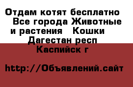 Отдам котят бесплатно  - Все города Животные и растения » Кошки   . Дагестан респ.,Каспийск г.